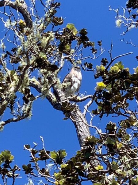 Shore Excursion - Half Day Volcanoes National Park - Cancellation Policy and Pickup Details