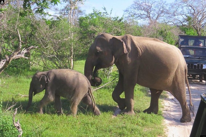 Shore Excursion Hambantota Port to Yala Safari and Come Back(All Inclusive) - Pickup Details