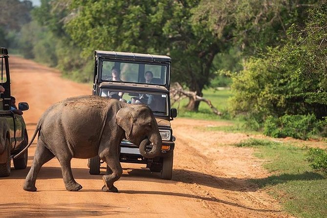 Shore Excursion Hambantota Port to Yala Safari and Come Back(All Inclusive) - Morning and Evening Safari Options