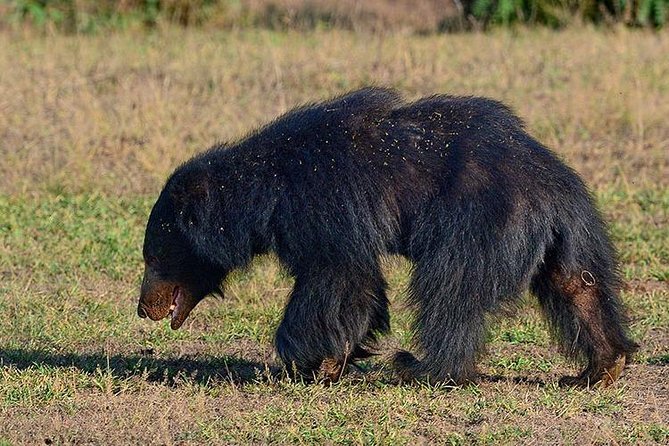 Shore Excursion Hambantota Port to Yala Safari and Come Back(All Inclusive) - Traveler Photos
