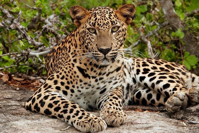 Shore Excursion Hambantota Port to Yala Safari and Come Back(All Inclusive) - Reviews and Ratings