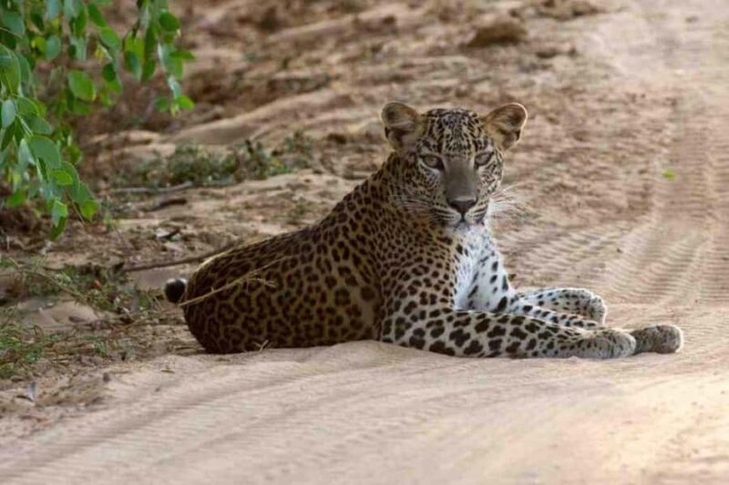 Shore Excursion Hambantota: Small Group Yala National Park - Who Will Love This Tour?