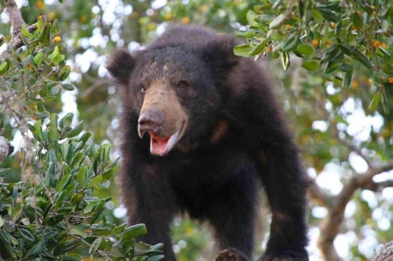 Shore Excursion Hambantota: Small Group Yala National Park - What’s Not to Love?