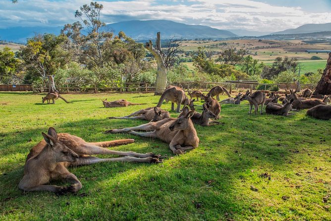 Shore Excursion: Hobart Highlights Day Tour - Whats Included in the Shore Excursion