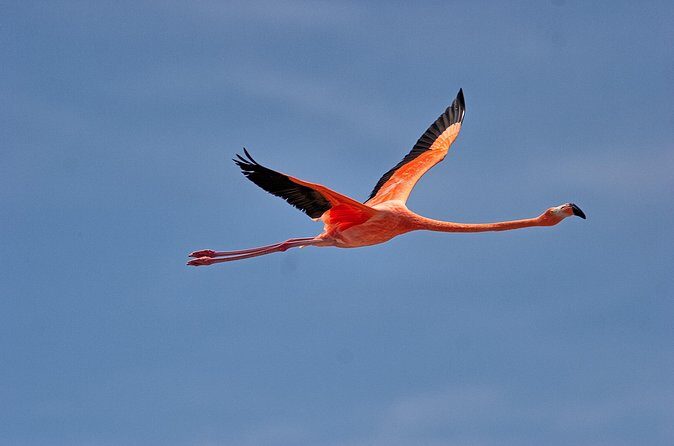 Shore Excursion Island Tour with Cultural Museum with beach drop off - Final Thoughts: Who Is This Tour Best For?