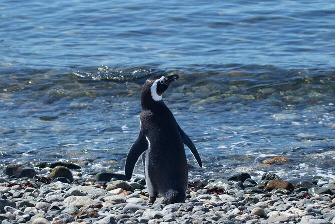 Shore Excursion: Magellan Penguins Natural Reserve in Magdalena Island From Punta Arenas - Pricing and Duration
