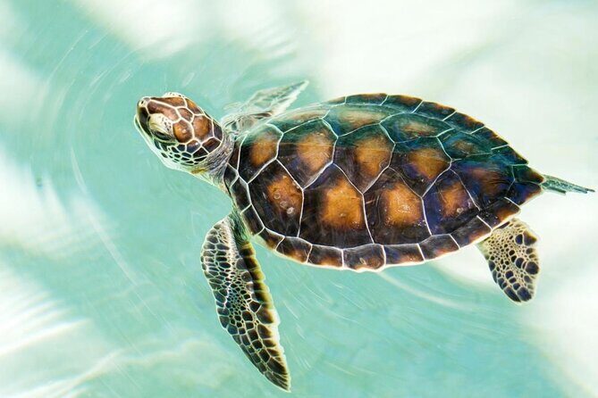 Shore Excursion Mazunte and Ventanilla Crocs & Turtles - A Deep Dive into the Experience