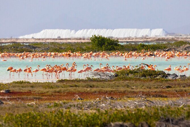 Shore Excursion: North and South Sides of Bonaire - Good To Know