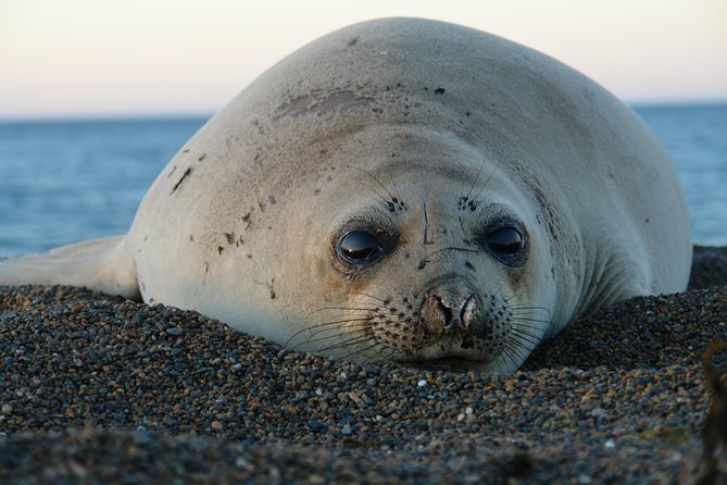 Shore Excursion Peninsula Valdes With Box Lunch &Entry Fee Madryn - Booking Information