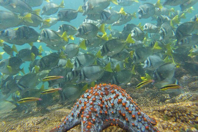 Shore Excursion Premium Family Snorkeling Experience - Final Thoughts