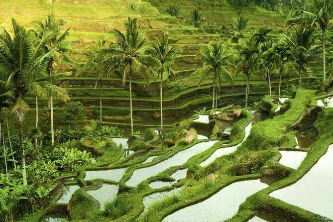 Shore Excursion : Private Tours To Ubud Art village And Surrounding Area - An In-Depth Look at the Tour Itinerary