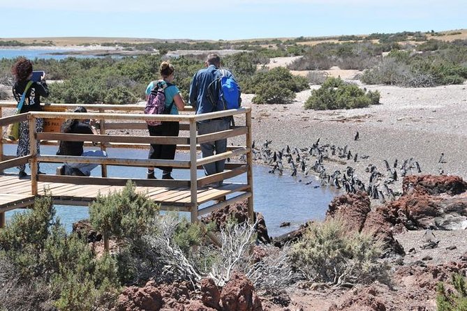 Shore Excursion Punta Tombo With All Inclusive - Puerto Madryn - Excursion Highlights