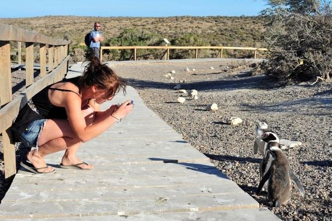 Shore Excursion Punta Tombo With All Inclusive - Puerto Madryn - Tour Inclusions