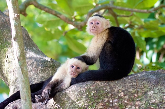 Shore Excursion: Roatan Monkey/Sloths Park With 2 Stop Snorkel - Pickup and Transportation Details