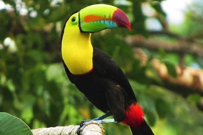 Shore Excursion: See Roatan Your Way - Customized Itinerary