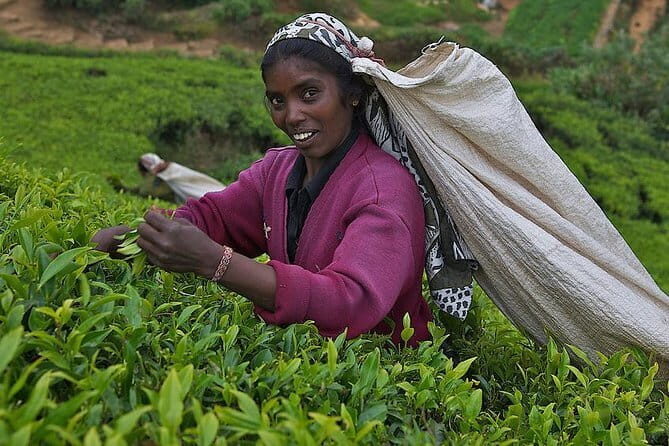 Shore Excursion to Colombo City Tour & Kelaniya Temple for 2 People - Who Is This Tour Best For?