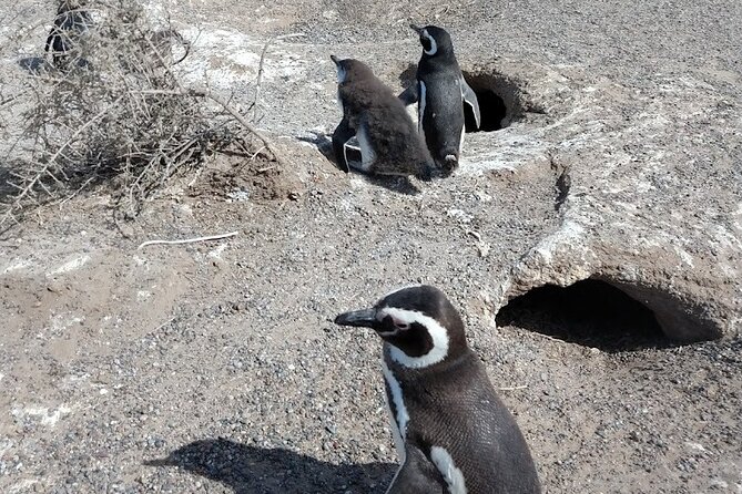 Shore Excursion to the Punta Tombo Reserve for Cruises - Location Information