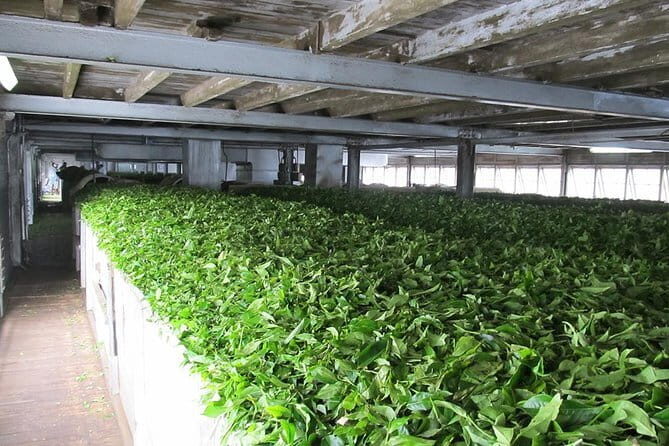 Shore Excursions Colombo Port Passenger Terminal to Kandy By Car. - Good To Know