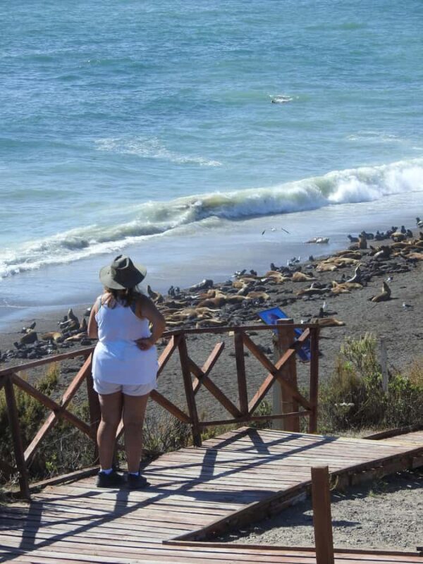 Shore Tours Peninsula Valdes Puerto Madryn Cruise Passengers - An In-Depth Look at the Península Valdés Shore Tour