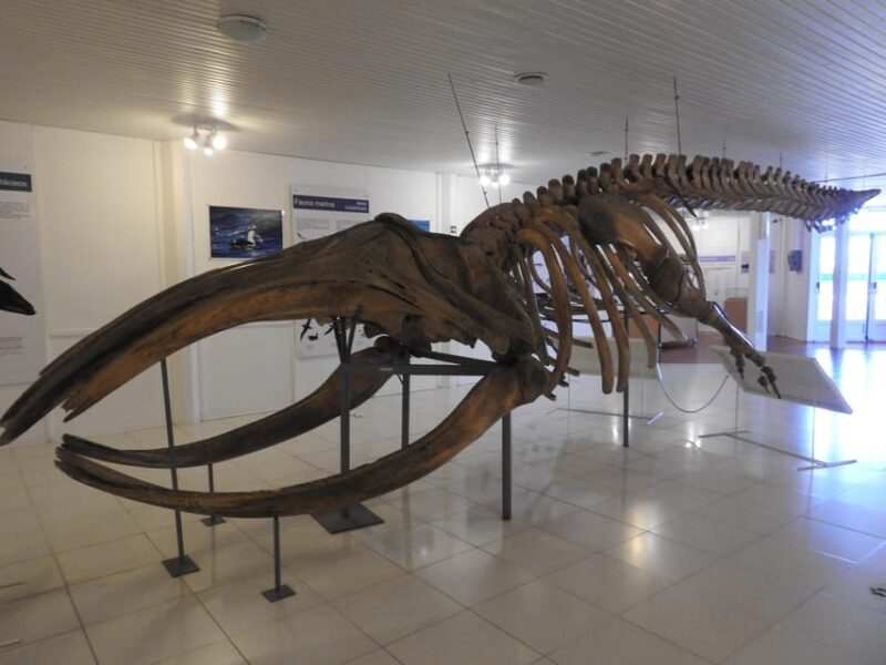 Shore Tours Peninsula Valdes Puerto Madryn Cruise Passengers - Final Thoughts