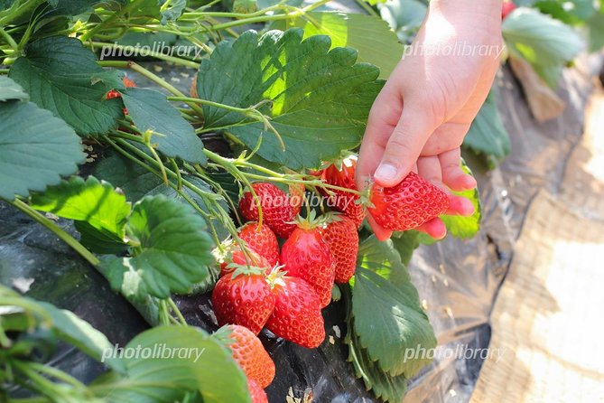 Short Day Trip Chater Bus to Strawberry Picking & Shop in Fukuoka - Experience Details