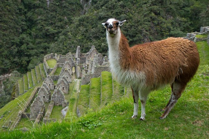 Short Inca Trail to Machu Picchu 2 Days/1 Night - Traveler Photos Showcasing the Experience