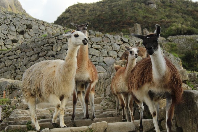 Short Inca Trail to Machu Picchu (2D-1N) - The Sum Up