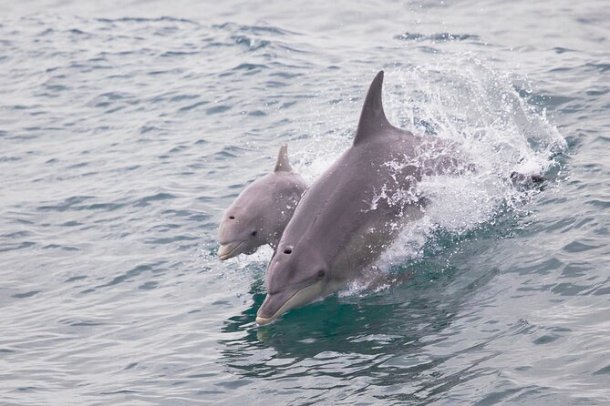 Short Shoalwater Snorkeling Experience  - Perth - Experience Overview