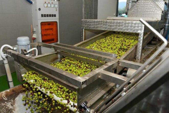 Short Tour of Olympia, an Olive Oil Press & St. Andrew Beach - Local Olive Oil Press Visit and Production Process