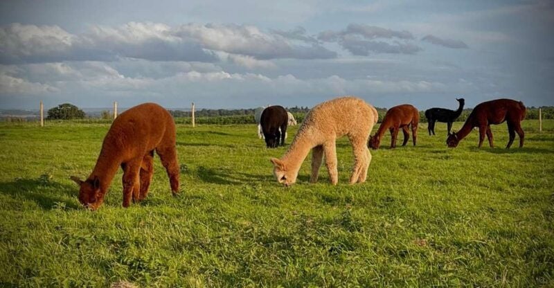 Shropshire: Alpaca Meet & Greet Intimate Alpaca Experience - Good To Know