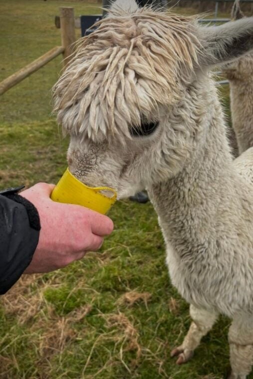 Shropshire: Alpaca Meet & Greet Intimate Alpaca Experience - The Guides and Their Expertise