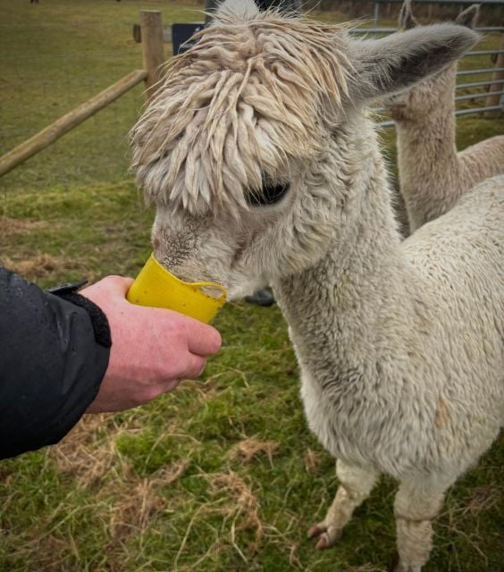 Shropshire: Alpaca Meet & Greet Intimate Alpaca Experience - Price and Value