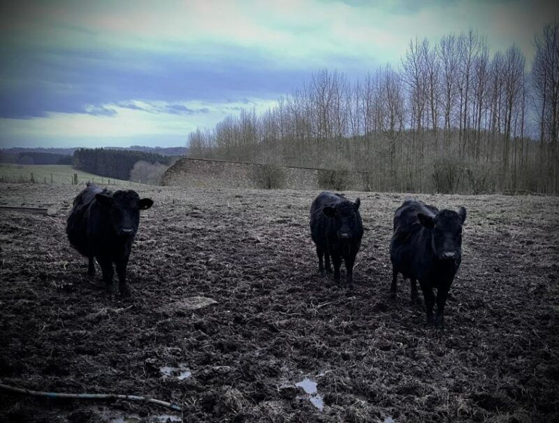 Shropshire: Meet the Mini Moos Cow Cuddling Experience - Good To Know