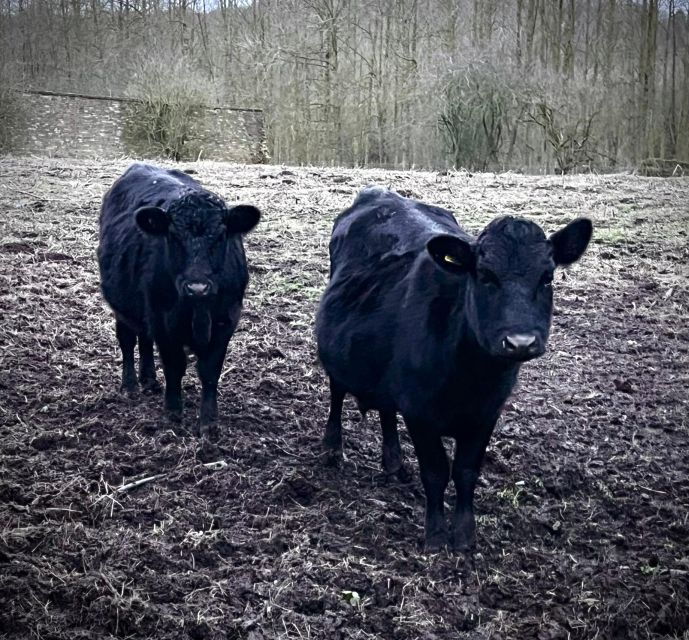 Shropshire: Meet the Mini Moos Cow Cuddling Experience - What You Can Expect on the Tour