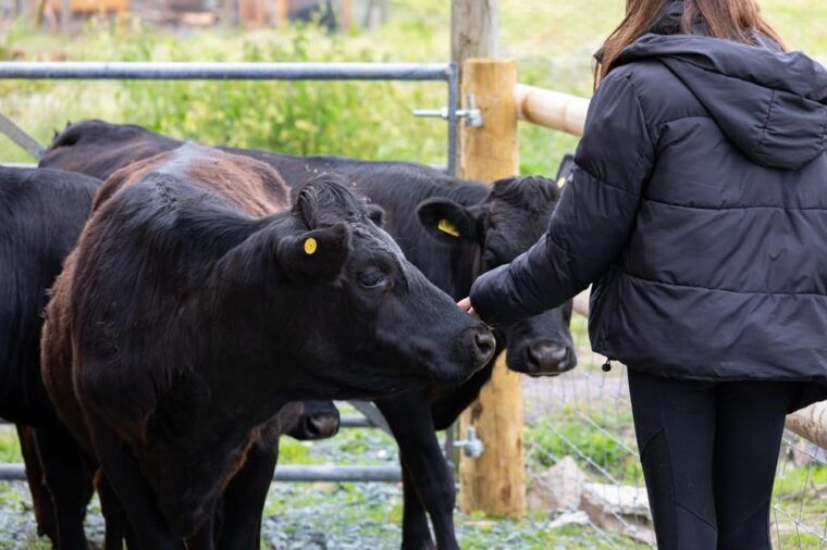 Shropshire: Meet the Mini Moos Cow Cuddling Experience - The Value of the Experience