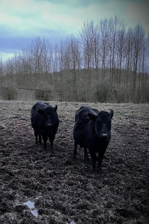 Shropshire: Meet the Mini Moos Cow Cuddling Experience - The Experience Provider: Frankly Farm Tours