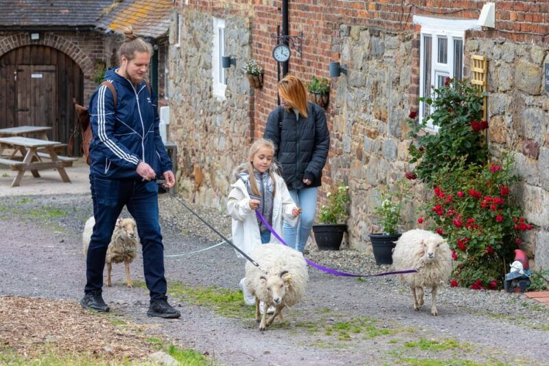 Shropshire: Sheep Trek with the Smallest Sheep in the World - Exploring the Experience in Detail