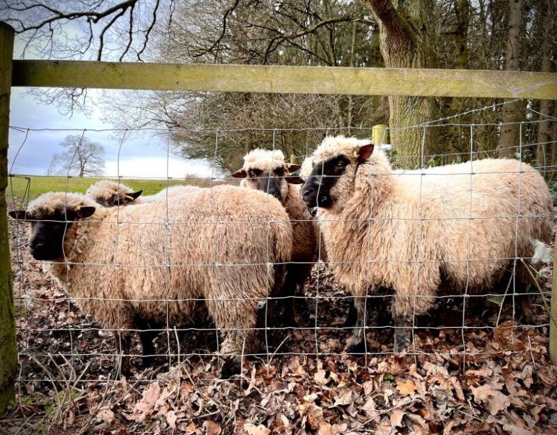 Shropshire: Sheep Trek with the Smallest Sheep in the World - Why This Tour Is Worth Considering