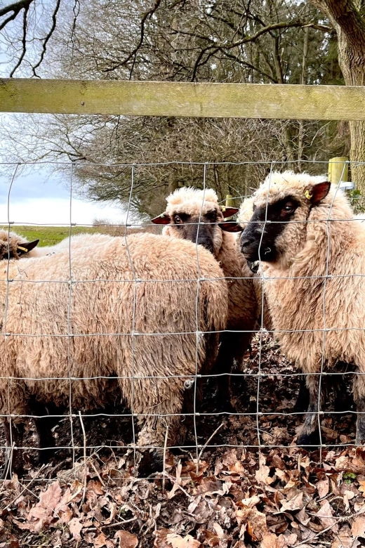 Shropshire: Sheep Trek with the Smallest Sheep in the World - Final Thoughts