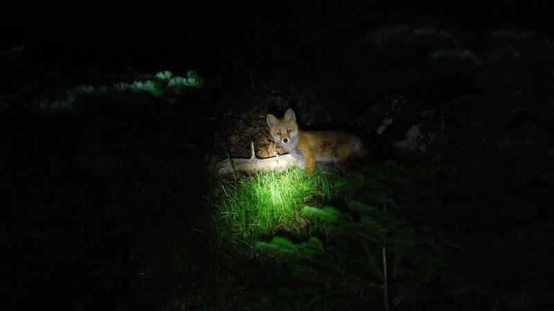 Shuttle service included: Night Safari Tour in Shiretoko - At a glance
