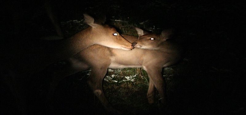 Shuttle service included: Night Safari Tour in Shiretoko - A night drive, not a walk in the woods