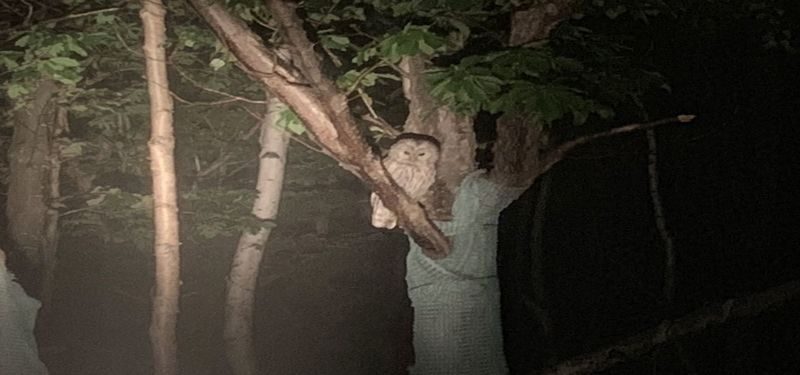 Shuttle service included: Night Safari Tour in Shiretoko - Stars are a bonus, not the main event