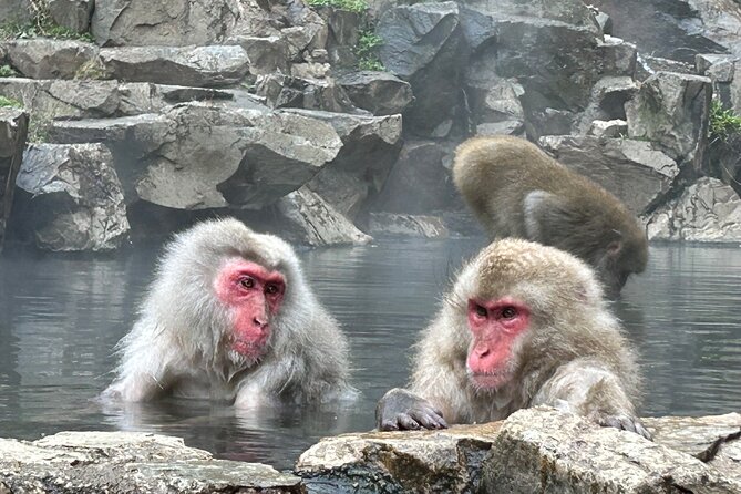 Shuttle Van Tour Snow Monkey Park, To-And-From Tokyo - Shuttle Van Details