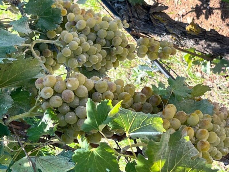 Shuttle & Wine Experience at Lyrarakis Winery - FAQ about the Lyrarakis Winery Tour