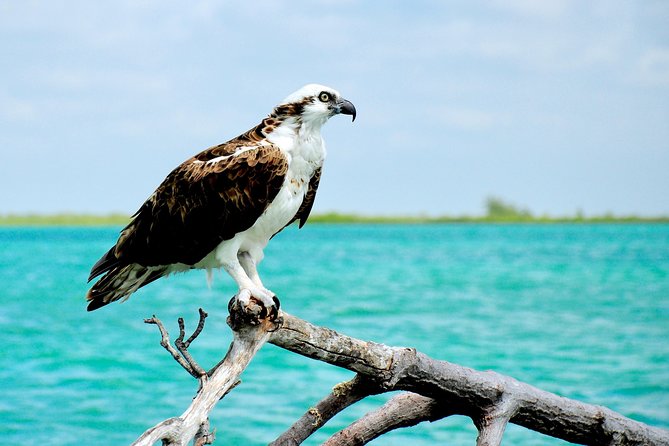 Sian Kaan Biosphere Tour - Visit to Punta Allen for Lunch and Free Time
