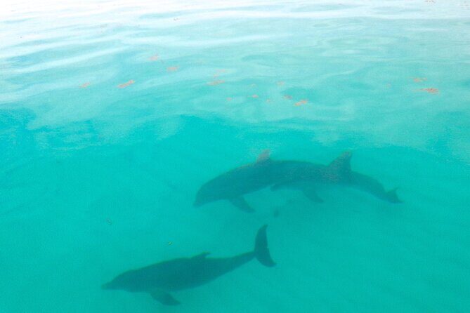 Sian Ka'an Boat Experience from Riviera Maya to Tulum - Starting Early for a Day of Adventure