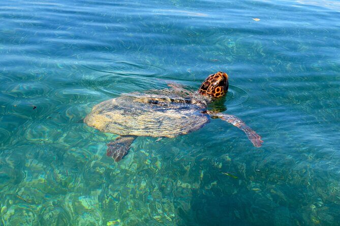 Sian Ka'an Boat Experience from Riviera Maya to Tulum - Pricing and Overall Value