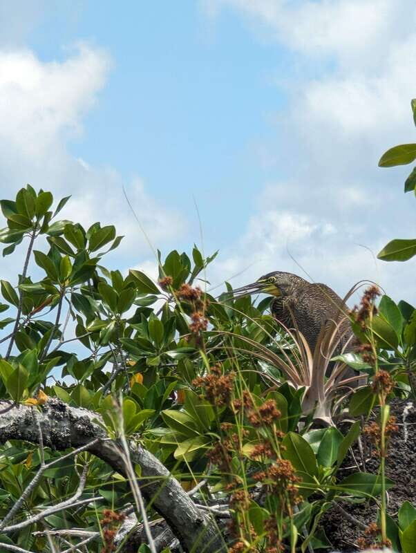 Sian Ka'an Channels and Underground River - Private Tour - An In-Depth Look at the Tour Experience