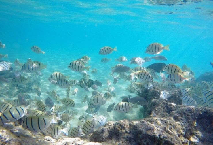Sian Ka'an: Explore Muyil Ruins and Swim in Cenote - Itinerary Highlights