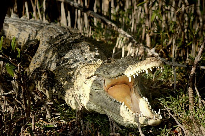 Sian Kaan Full-Day Tour From Tulum With Snorkeling - Common Questions